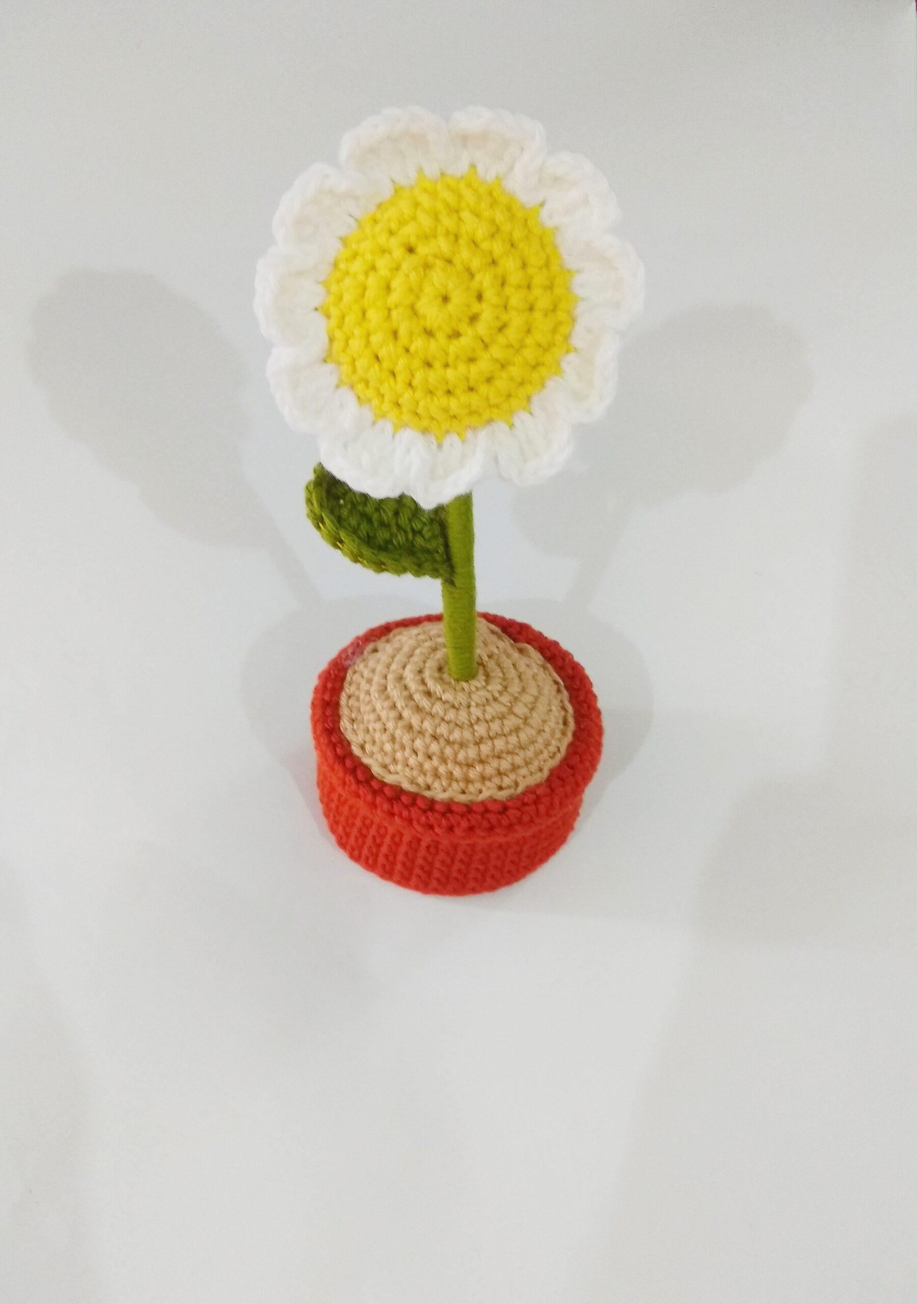 IMG_20240607_192801 Daisy in Pot - Image 1